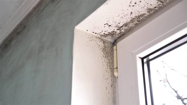 Best Real Estate Mold Inspection  in Story City, IA